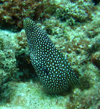 Spotted Moray eel pokes its head out to see what was going on.
