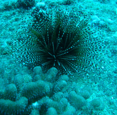 striped sea urchin