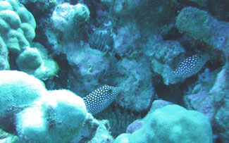 Two spotted Trunk Fish on pipe