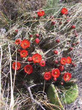 Guadalupe prickly pear flowers