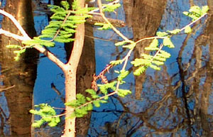 Bald cypress needles for spring.