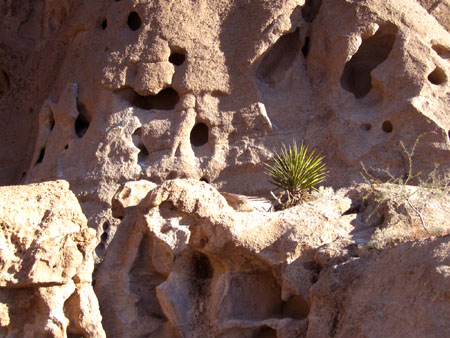 A yucca on the rocks.