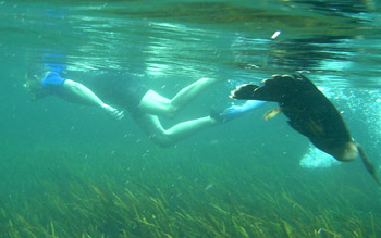 Dana Stibolt swimming with an Anhinga
