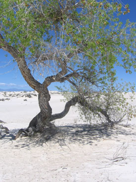 Dunes stressed poplar tree