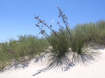 White Sands Yucca.