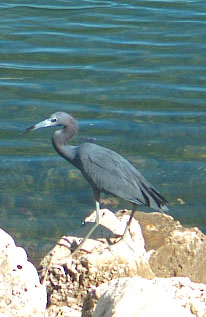 Little Blue Heron
