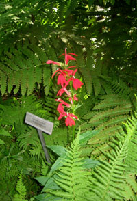 Cardinal Flower in the Wildflower garden.