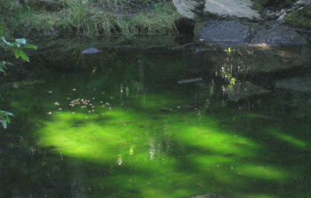 Clear spring water supports waterbugs.  
