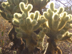 Teddy Bear Cholla cactus.