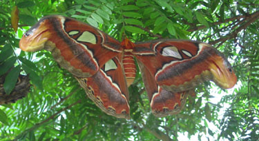 This large moth was about 8-inches across.
