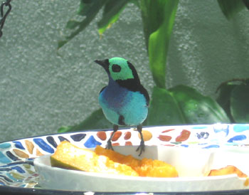 This bird was real.  Amazing colors.