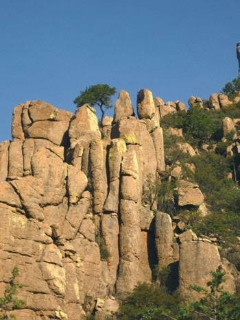 Chiricahua roack with tree