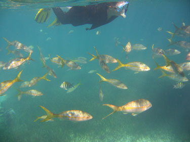 The fish are so close...