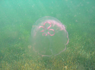 Jellyfish added some more variety to the sealife.