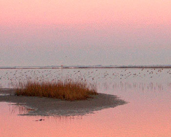 Sunrise looking west toward Galveston Bay and all the birds.