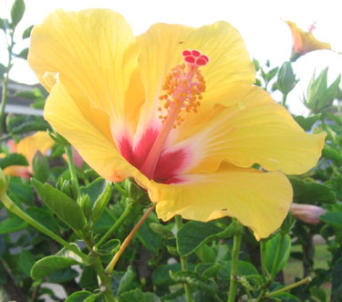 Yellow hibiscus