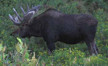 Moose in the Morning!