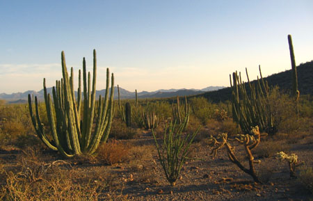 Organ Pipe Cactus