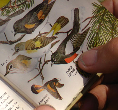 The Painted Redstart, a new bird for us.