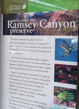 Ramsey Canyon, a Nature Conversancy property.