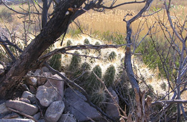 Their beautiful thoniness protects the cacti.
