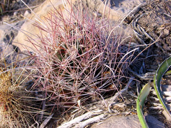 Thony barrel cacti with pink and yellow spines.