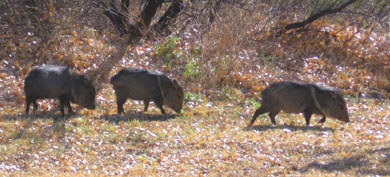 The three ugly havelinas