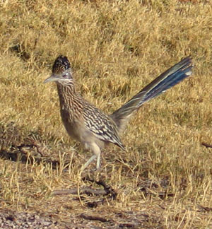 Roadrunner eating bugs in the campground