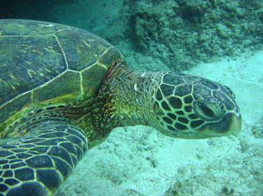 Green sea turtle swimming amongst the lava deposits.
