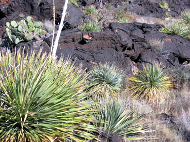 Sotol, Prickly Pears and grasses in lava