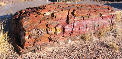 Petrified forest.