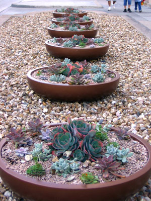 A great looking suculent garden